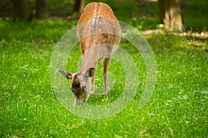 Fallow deer when grazing