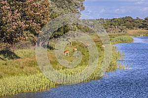 Fallow deer grazing on river bank photo