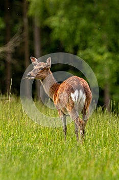 A fallow deer on green meadow