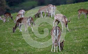 Fallow deer in the grounds of Dyrham Park, Gloucestershire UK, photographed in autum.