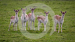 Fallow deer