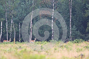 Fallow deer