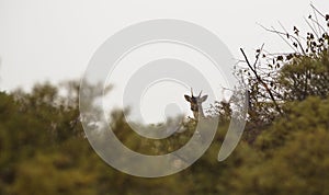 The Fallow Deer guardian