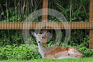 Fallow Deer  846038