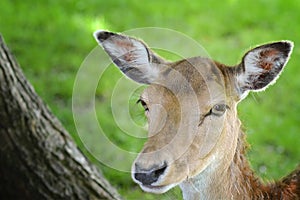 Fallow Deer head
