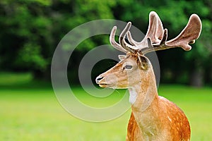 fallow deer head photo