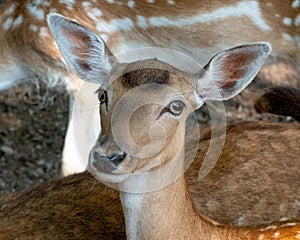 Fallow Deer Head Portrait