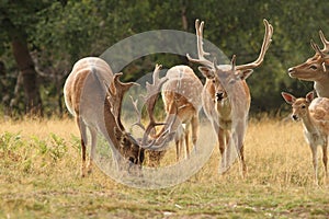 Fallow deer herd in a clearing