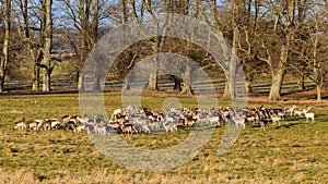 Fallow Deer Herd - Dama dama in early January.