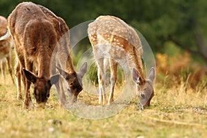 Fallow deer herd grazing