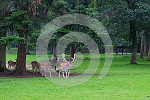 Fallow deer herd