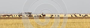 Fallow deer herd in mating season