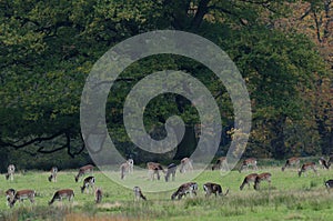Fallow deer herd on the meadow
