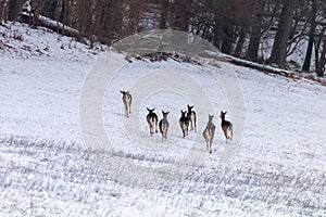 Fallow deer herd snow forest landscape Dama Dama