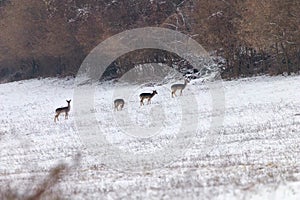 Fallow deer herd snow forest landscape Dama Dama