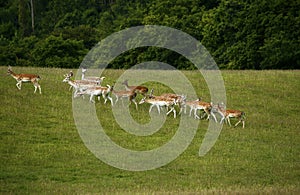 Fallow deer in the herd with spotted summer coat
