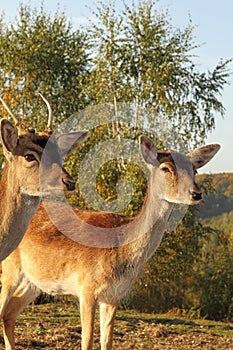 Fallow deer hind portrait