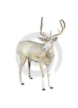 Fallow deer isolated