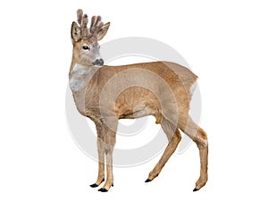 fallow deer isolated on white