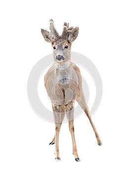 Fallow deer isolated on white