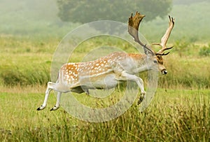 Fallow deer jumping ditch