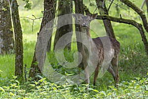 A fallow deer keeps a close eye on me from the bushes in a park near Vogelenzang, the Netherlands