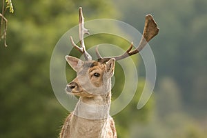 A close up of a fallow deer`s head