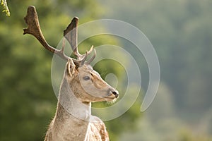 A close up of a fallow deer`s head