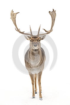 A Fallow deer with large antlers isolated on white background walking through the winter snow in Canada