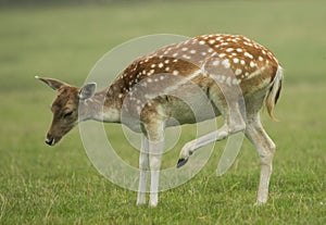 Fallow deer lifting leg