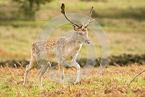 Fallow deer in long grass