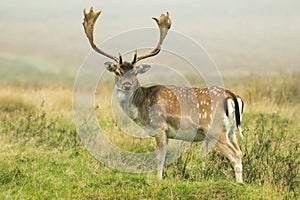 Fallow deer in long grass