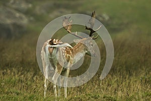 Fallow deer in long grass
