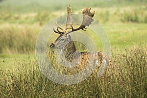 Fallow deer in long grass