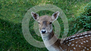 A fallow deer looking at the camera
