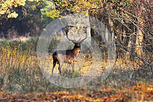 Fallow deer looking at camera