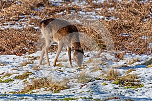 Fallow deer looking for food