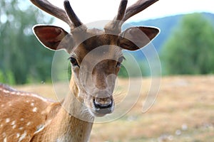 Fallow deer male