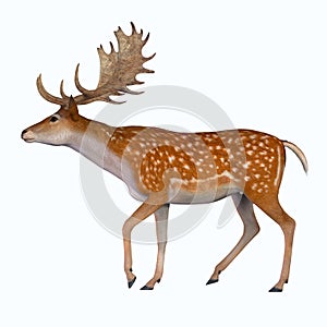 Fallow Deer Male