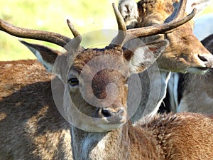 Fallow Deer