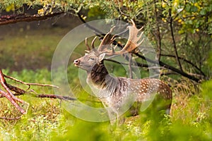 Fallow deer male dama dama in autumn forest.
