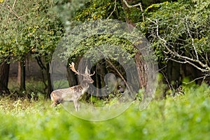 Fallow deer male dama dama in autumn forest.