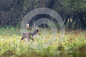 Fallow deer male dama dama in autumn forest.