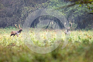 Fallow deer male dama dama in autumn forest.