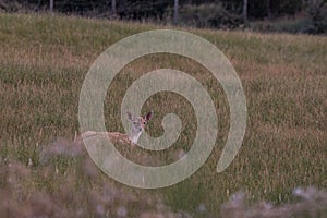 The Fallow Deer Male 07