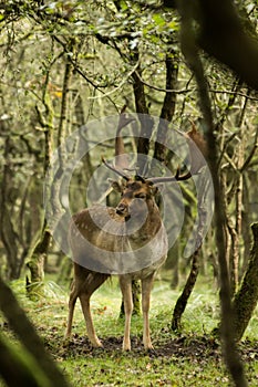 The Fallow Deer Male 02