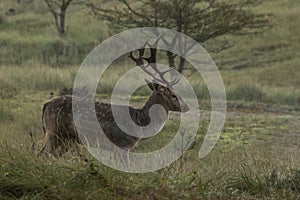 The Fallow Deer Male 04