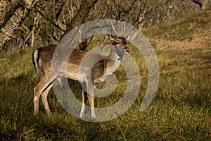 The Fallow Deer Male 05