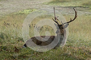 The Fallow Deer Male 06