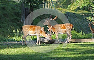 Fallow deer males